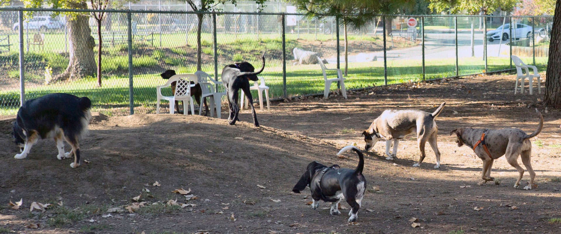 The Mysterious Dog Virus: What You Need to Know