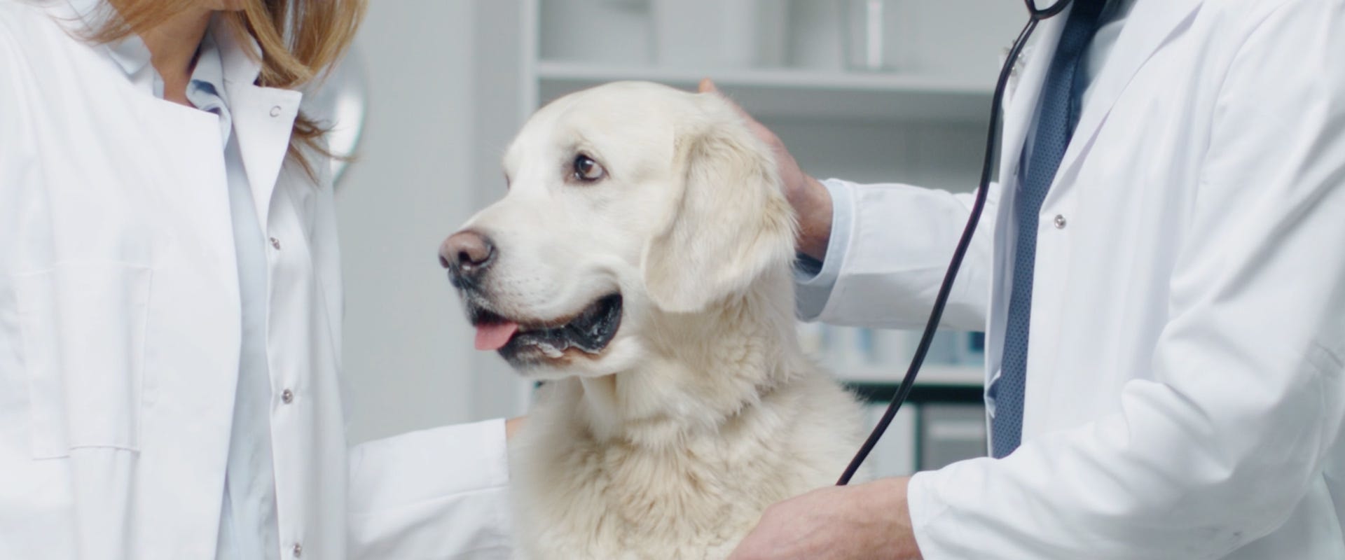 The Mysterious and Contagious Dog Virus of 2023
