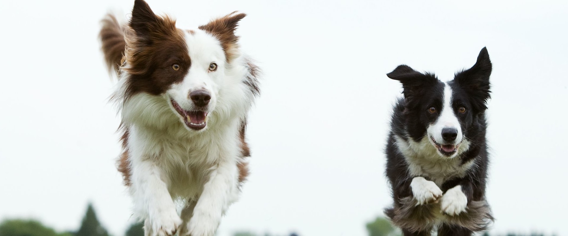 The Most Common Health Problems in Popular Dog Breeds