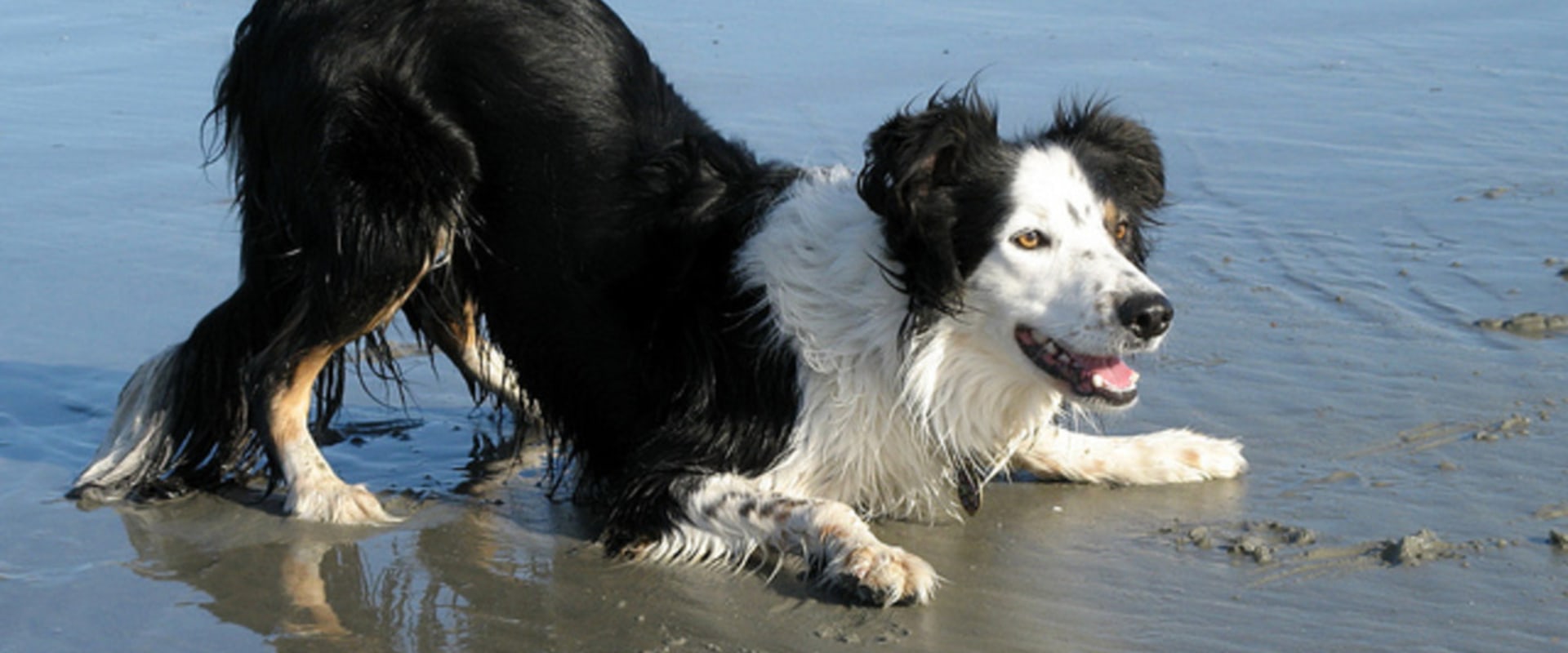The Truth About Dog Breeds That Are Not Suitable for First-Time Pet Owners