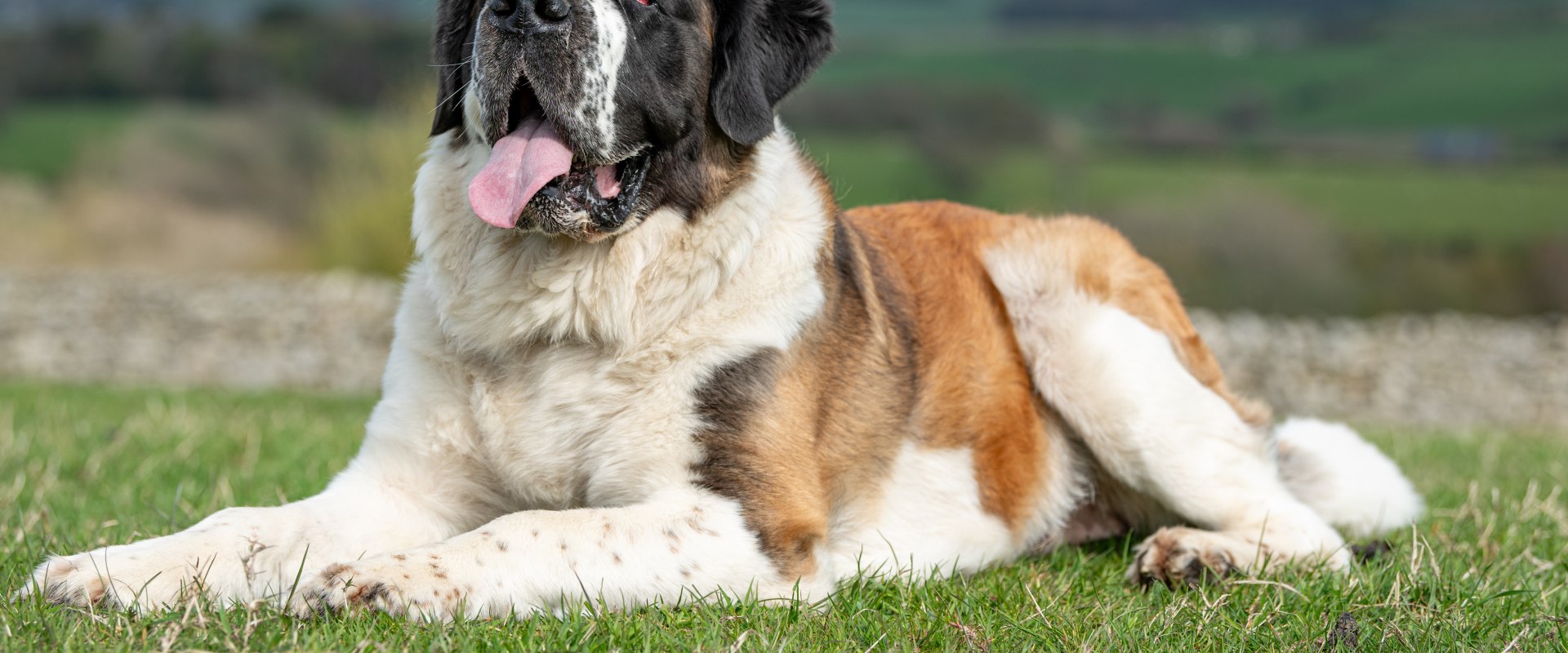 The Dog Breeds Vets Don't Recommend