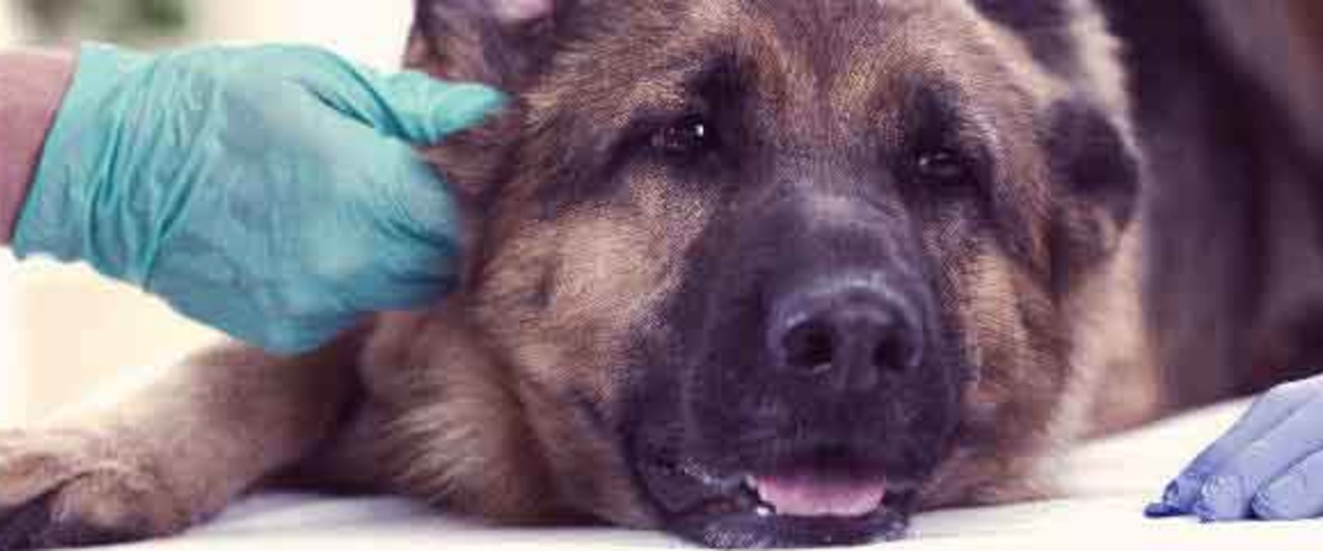 How to Spot if Your Dog is Infected with a Virus