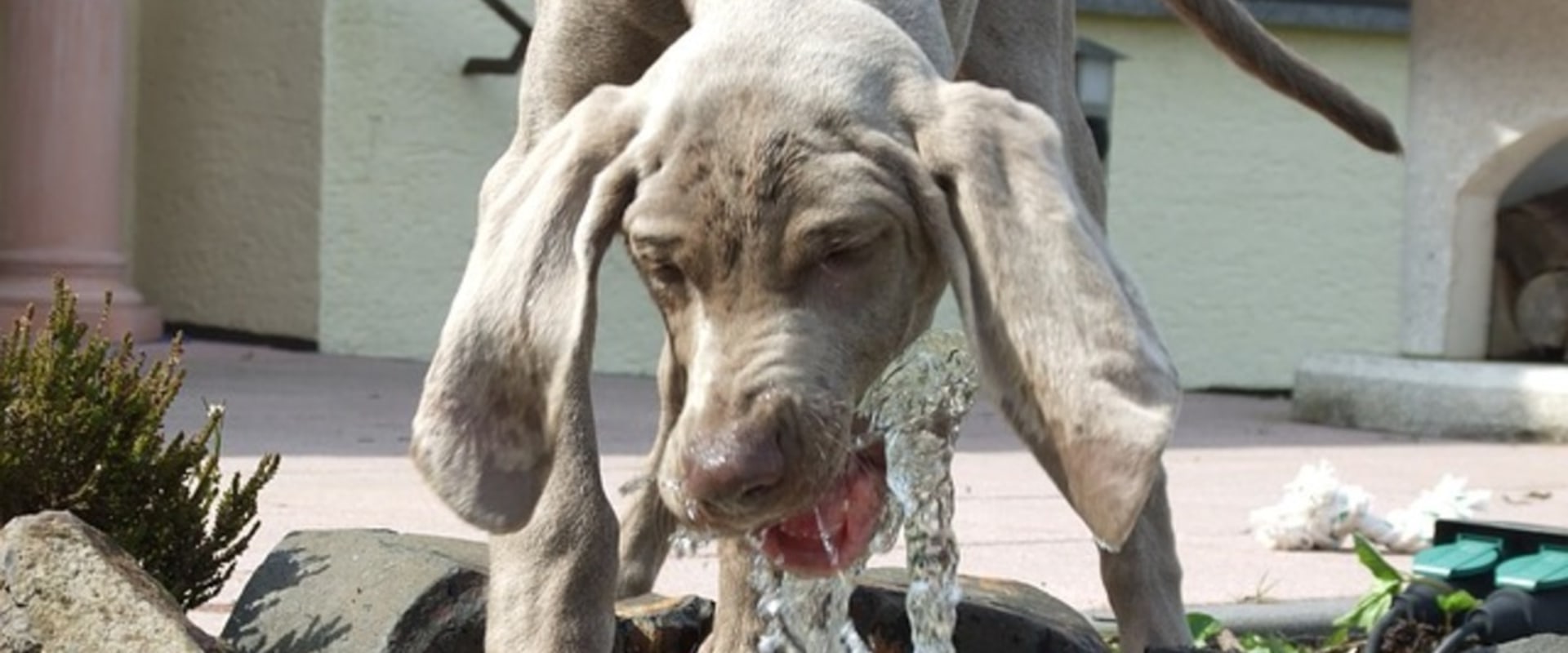 The Most Challenging Dog Breeds for Novice Owners