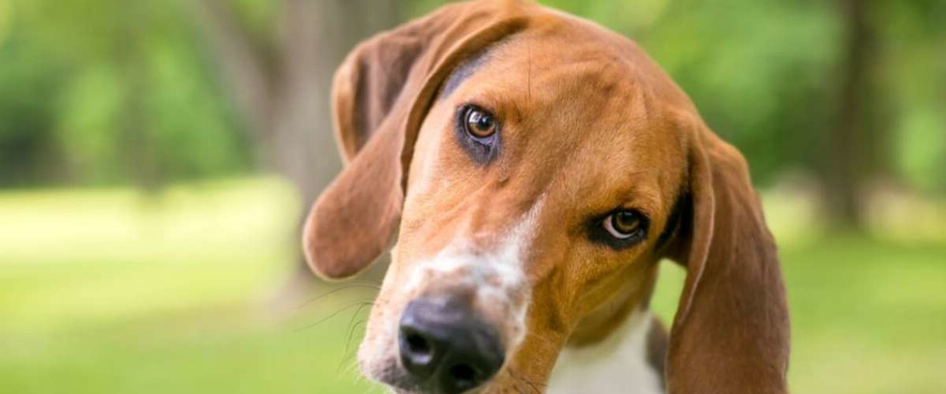 The 10 Least Popular Dog Breeds in the American Kennel Club