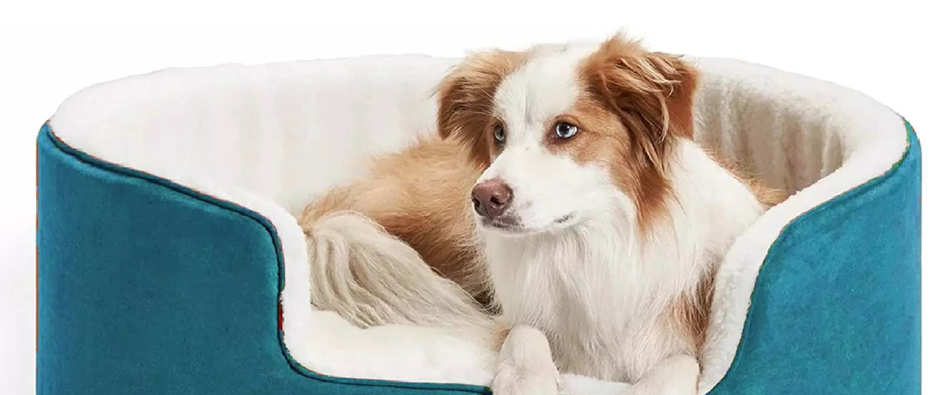 The Advantages of a TopDogBed Memory Foam Bed with Magnet Wave Therapy