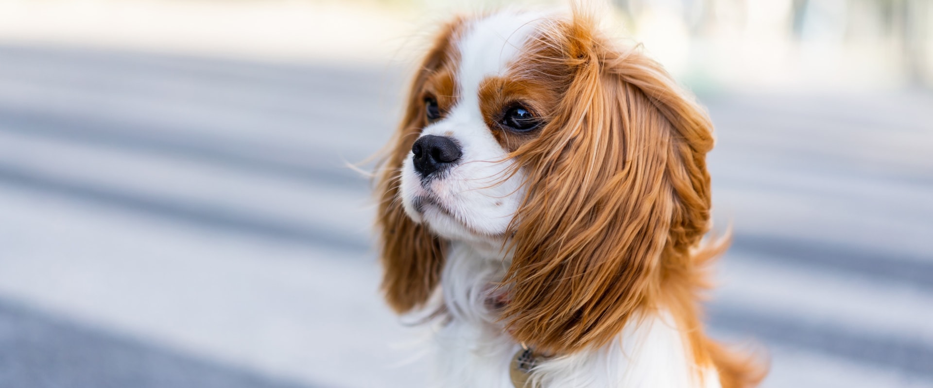 The Healthiest Dog Breeds for Families and Children
