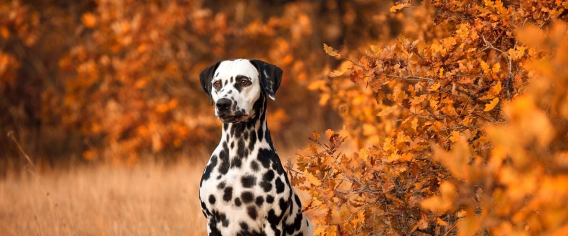 What is the #1 nicest dog breed?