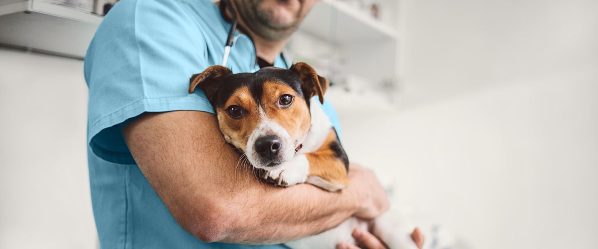 Understanding the Mysterious Canine Respiratory Disease