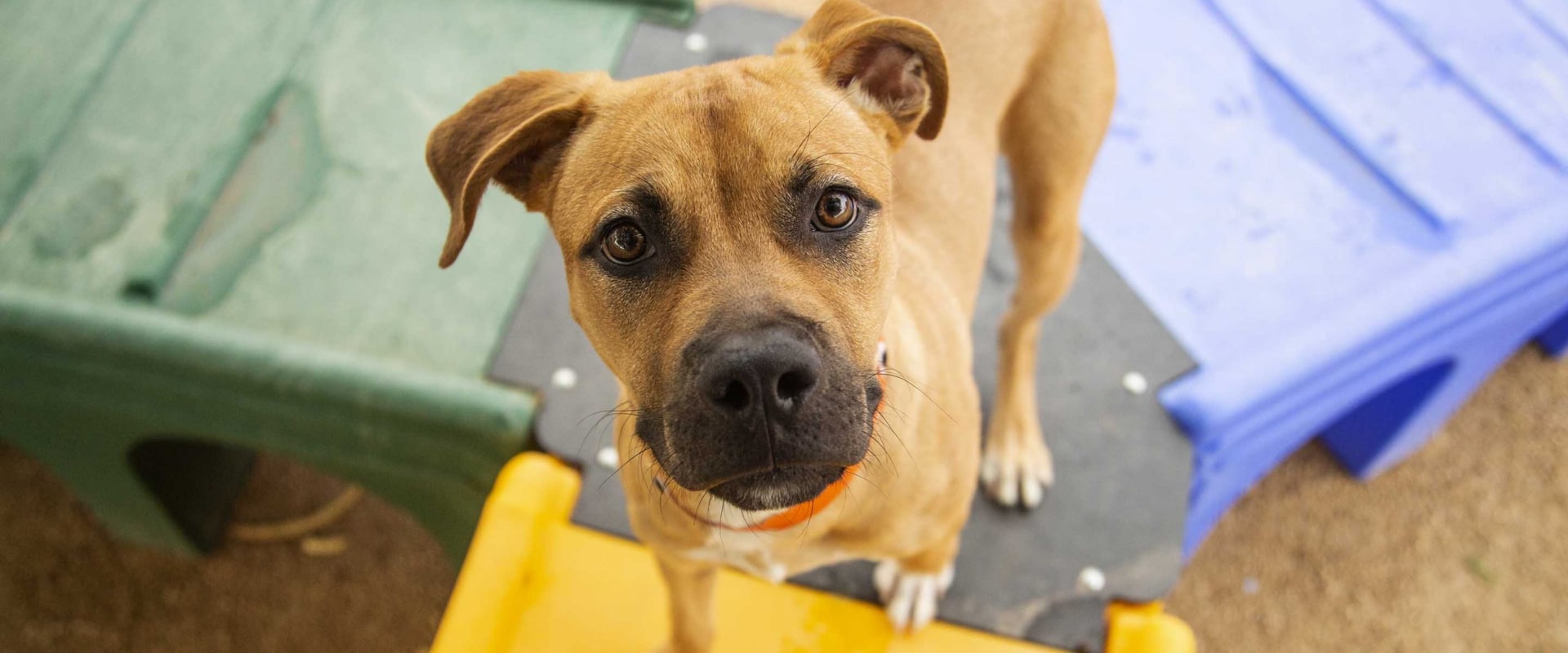 The Truth About Adopting Dogs: Which Breeds to Avoid