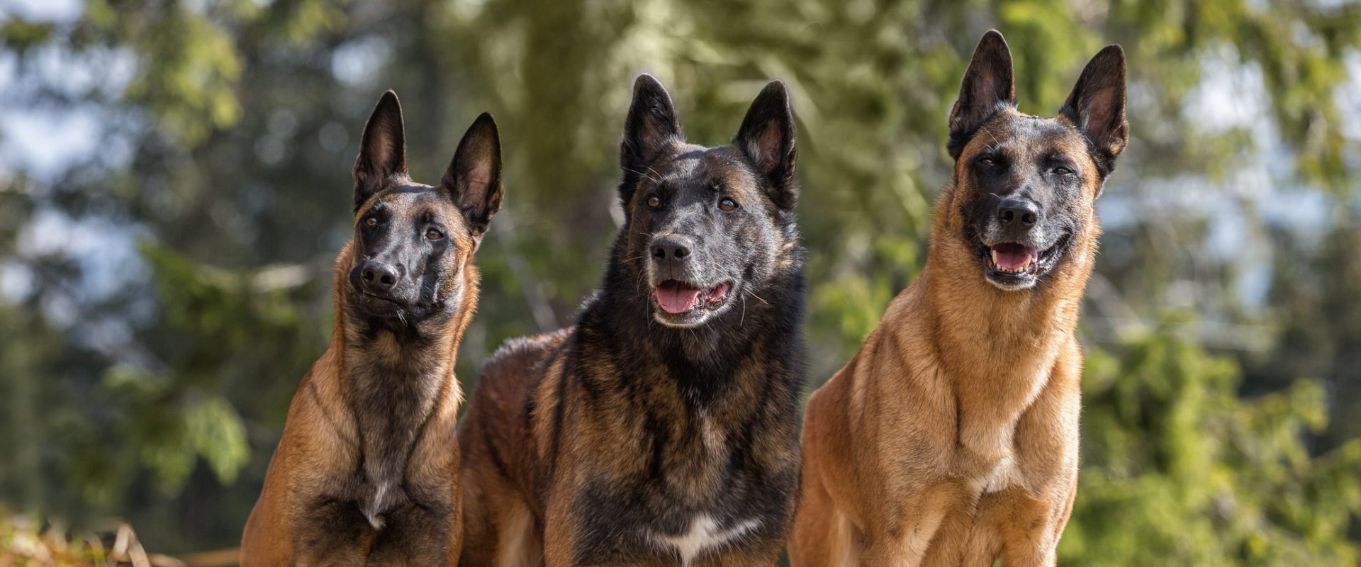 The Top 10 Dog Breeds with the Most Health Issues