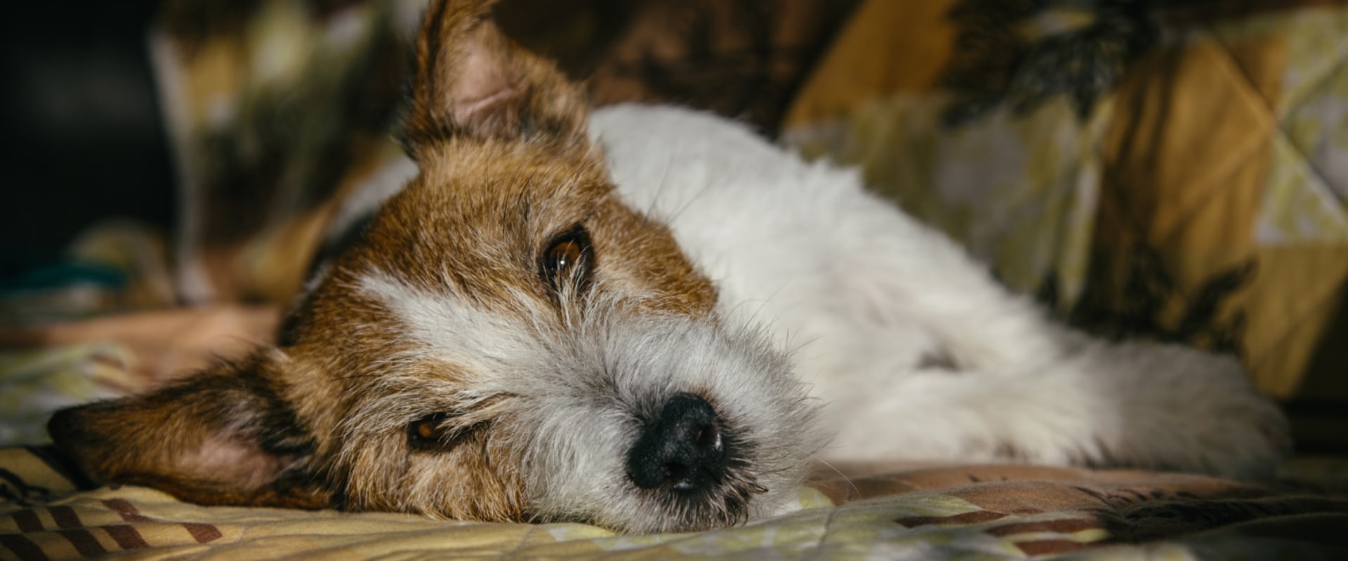 The Mysterious Dog Virus: What You Need to Know