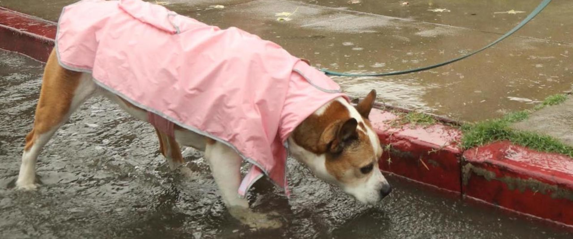 The Mysterious Dog Virus Spreading Across the US