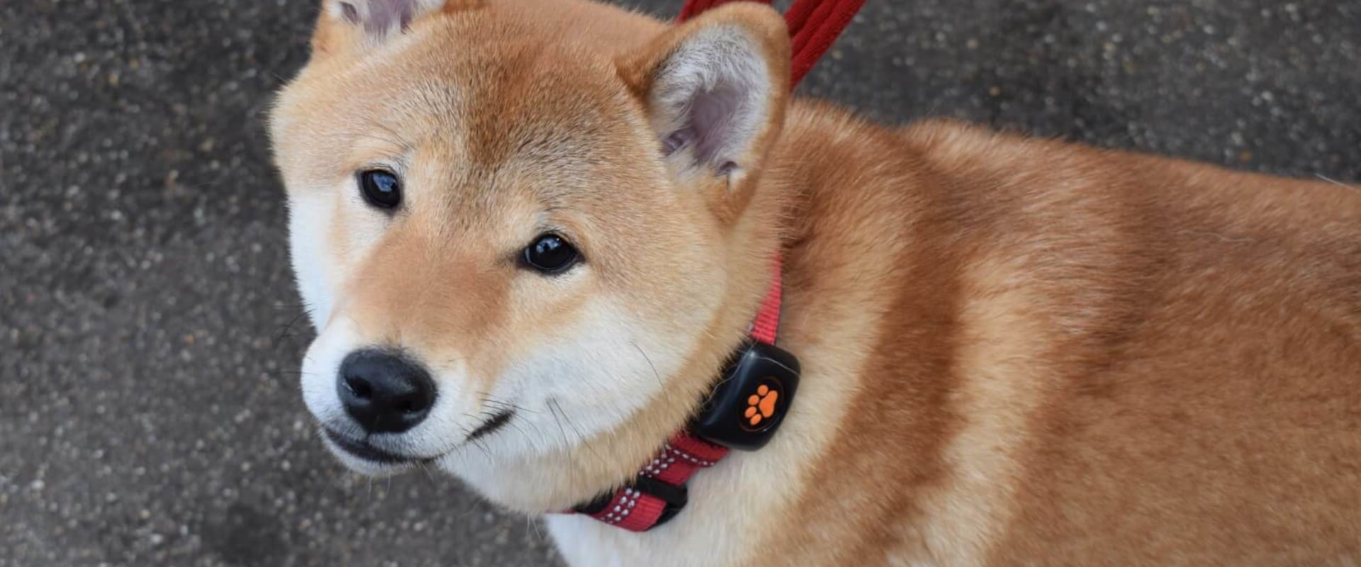 What's the lowest maintenance dog breed?