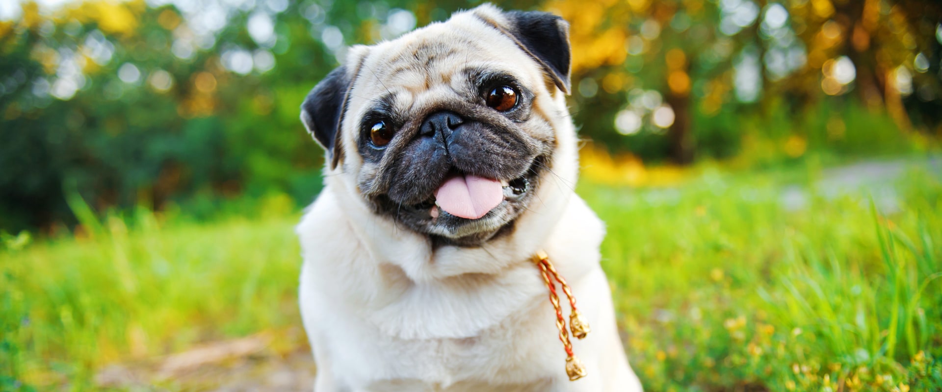 What dog breed has the worst health problems?
