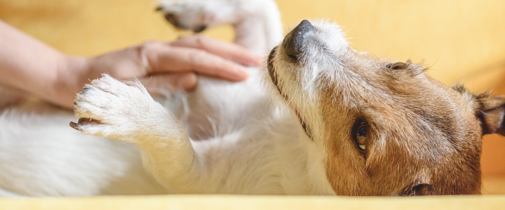 The Top Health Problems Among Dogs and How to Identify Them
