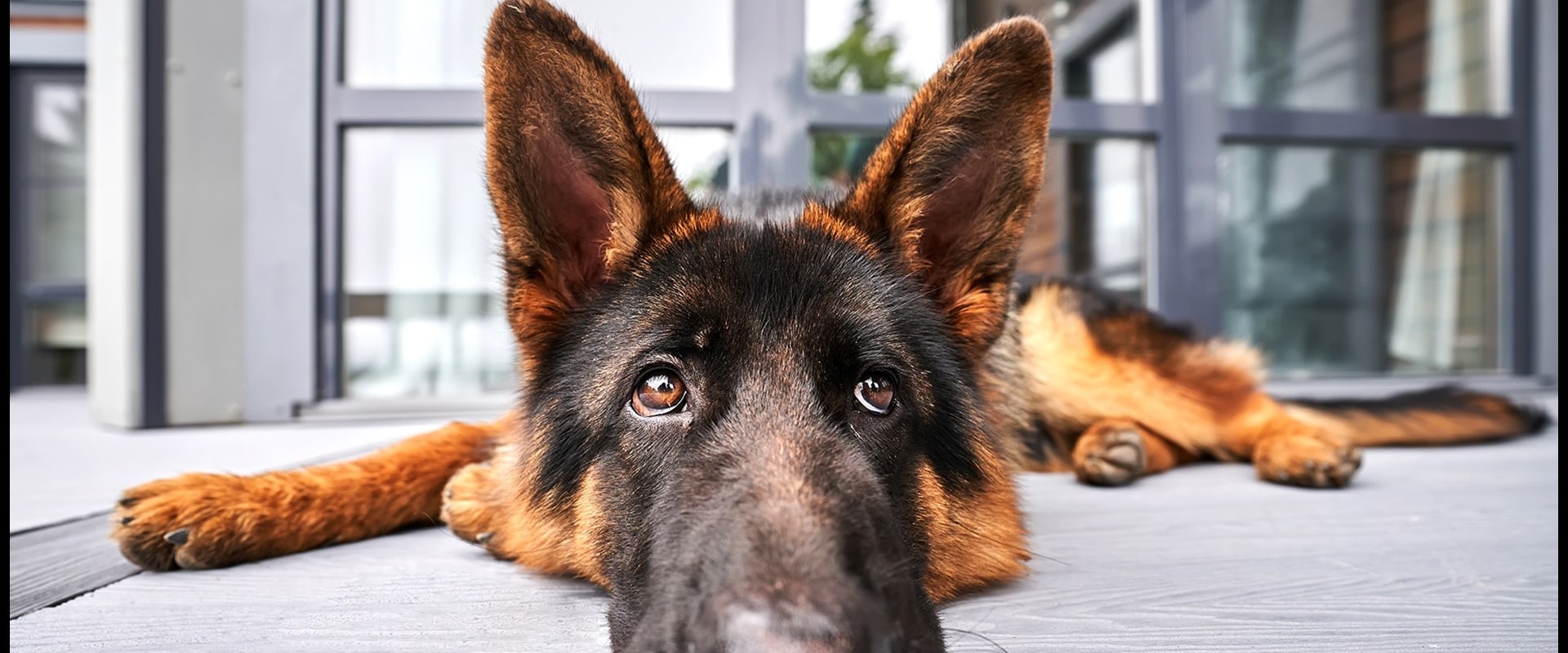 The Mysterious Dog Sickness of 2023: What You Need to Know
