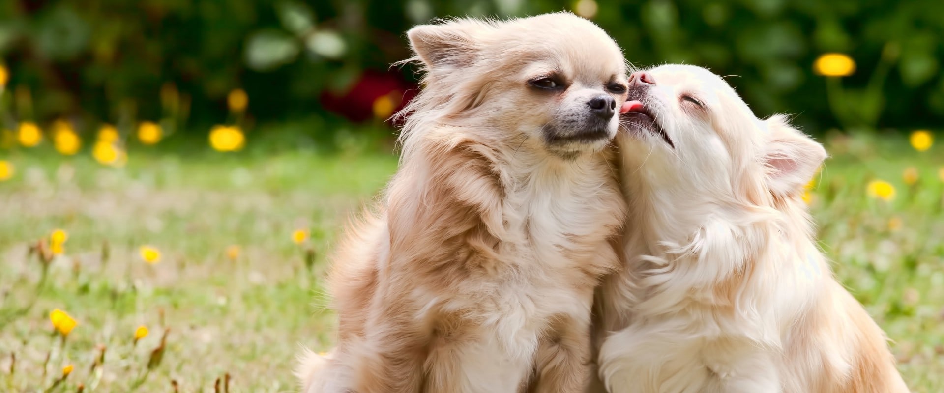 The Top Low-Maintenance Dog Breeds for Busy Owners