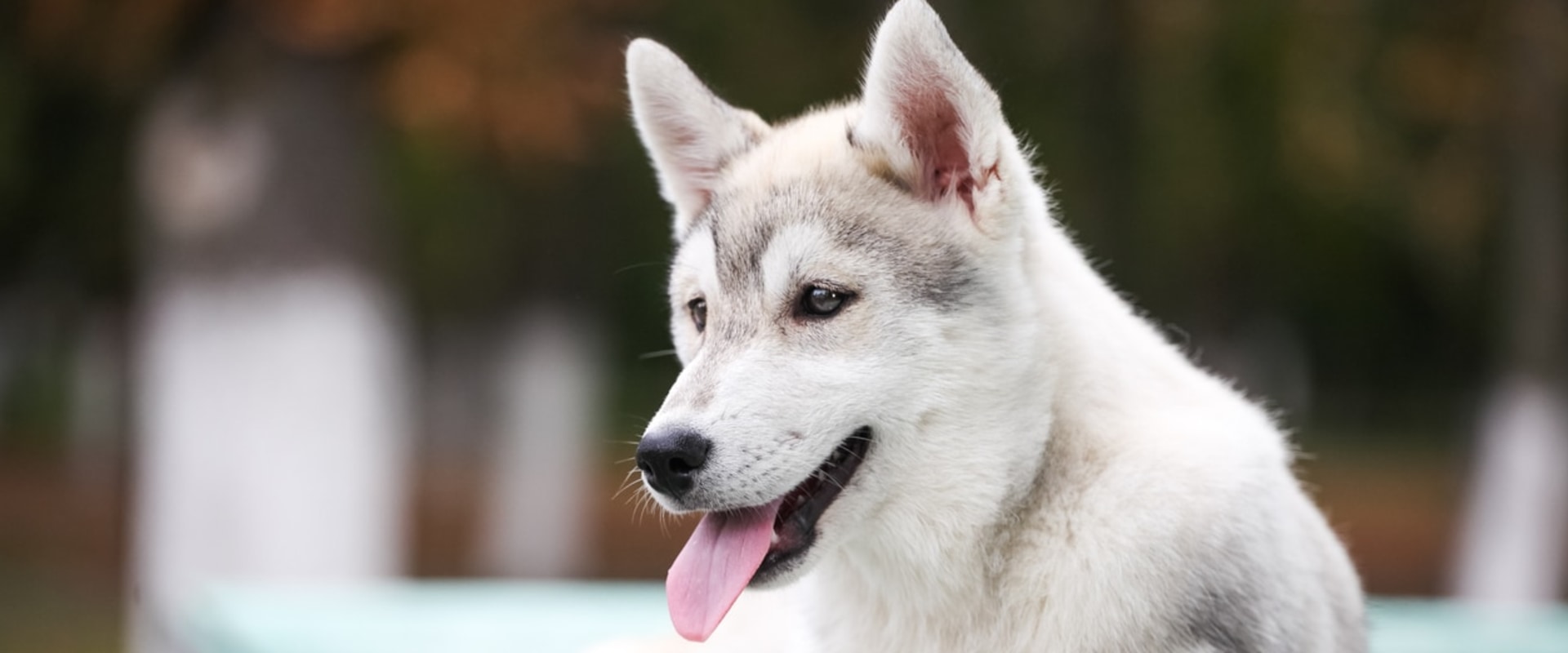 What is the #1 health problem amongst dogs?