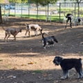 The Mysterious Dog Virus: What You Need to Know