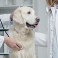 The Mysterious and Contagious Dog Virus of 2023