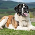 The Dog Breeds Vets Don't Recommend