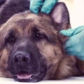 How to Spot if Your Dog is Infected with a Virus
