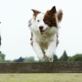 The Healthiest Dog Breeds: A Veterinarian's Perspective