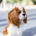 The Healthiest Dog Breeds for Families and Children