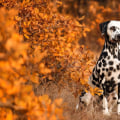 What is the #1 nicest dog breed?