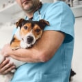 Understanding the Mysterious Canine Respiratory Disease