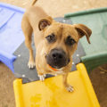 The Truth About Adopting Dogs: Which Breeds to Avoid