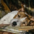 The Mysterious Dog Virus: What You Need to Know