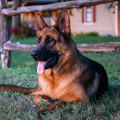 The Top 10 Dog Breeds for Families and Children