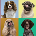 The Friendliest Dog Breeds for Families