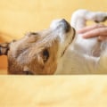 The Top Health Problems Among Dogs and How to Identify Them