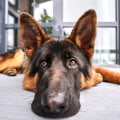 The New Dog Virus: Symptoms and Precautions