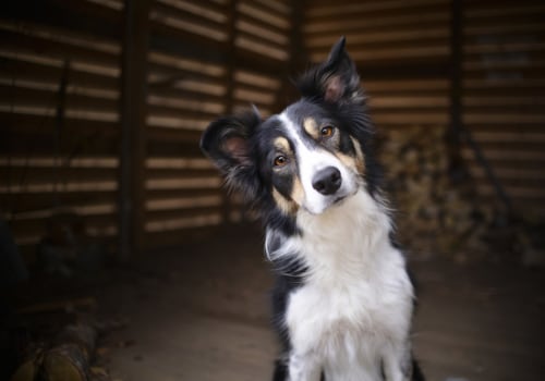 What breed of dog do vets recommend?