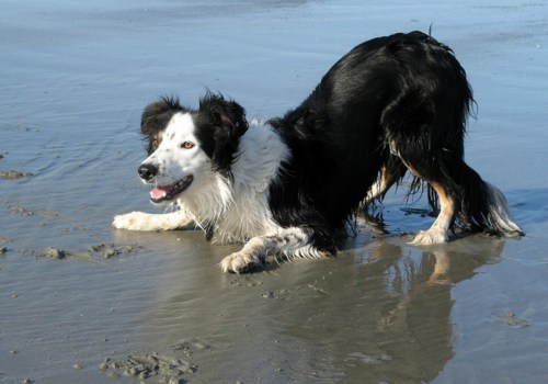 The Truth About Dog Breeds That Are Not Suitable for First-Time Pet Owners