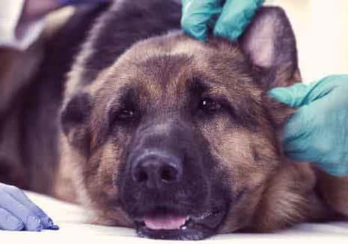 How to Spot if Your Dog is Infected with a Virus