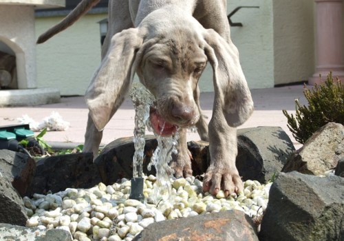 The Most Challenging Dog Breeds for Novice Owners