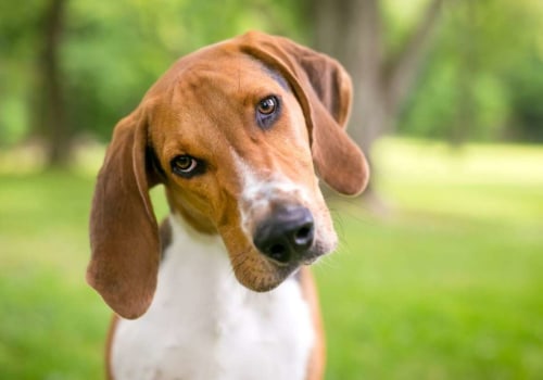 The 10 Least Popular Dog Breeds in the American Kennel Club