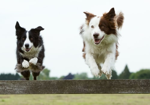 The Healthiest Dog Breeds: A Veterinarian's Perspective