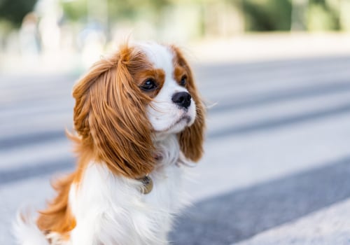 The Healthiest Dog Breeds for Families and Children