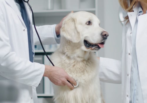 The Growing Threat of a New Dog Virus and How Veterinarians are Responding