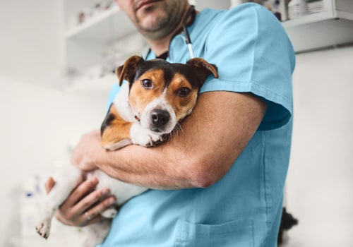 Understanding the Mysterious Canine Respiratory Disease