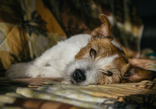 The Mysterious Dog Virus: What You Need to Know
