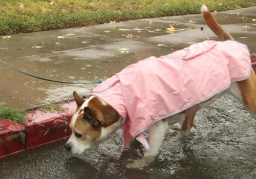 The Mysterious Dog Virus Spreading Across the US
