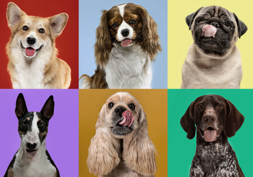 The Friendliest Dog Breeds for Families