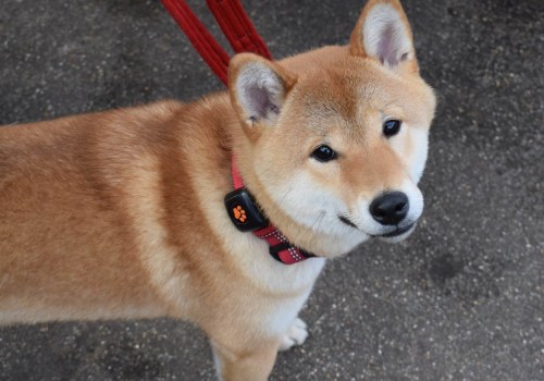 What's the lowest maintenance dog breed?