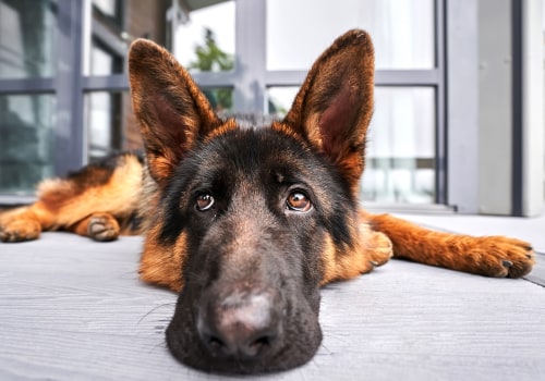 The Mysterious Dog Virus Sweeping Across the US